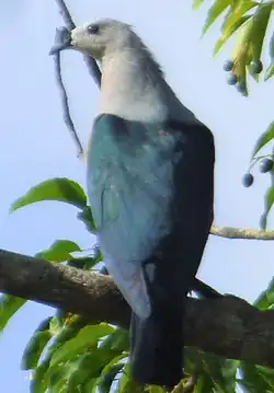 Description de l'image Pacificimperialpigeon (cropped).jpg.