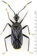 Pactye elegans, espèce indonésienne (Bornéo, Sumatra).