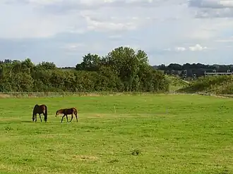Paddock à Lenham Heath (Angleterre).