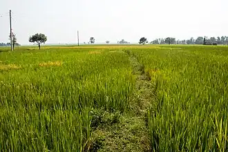Chhinnamasta