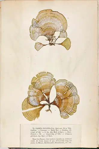Padina pavonica