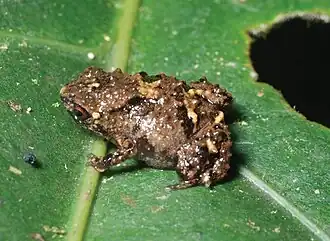 Description de l'image Paedophryne verrucosa2.jpg.