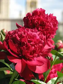 Deux pivoines rouges et quelques tiges avec des bourgeons.