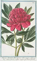 Pivoine femelle