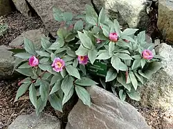 Paeonia cambessedesii (pivoine)