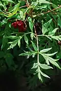 Feuille