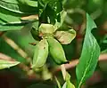 Fruit