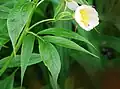 Fleur blanche, axillaire, sur long pédoncule