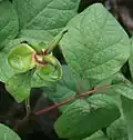 fruit.