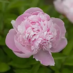 Paeonia lactiflora'La Perle’