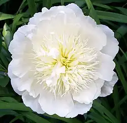 Paeonia lactiflora'Barrington Bride'Fleur japonaise.