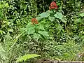 Plante (Parc national du Gunung Mulu, Malaisie)