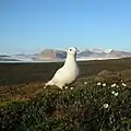 Mouette ivoire au Spitzberg
