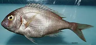 Description de l'image Pagrus pagrus.jpg.