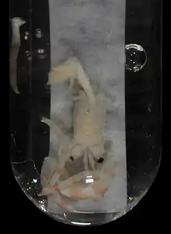Pagurixus annulus