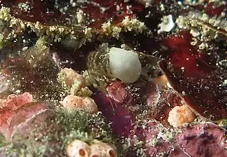 Pagurixus nomurai