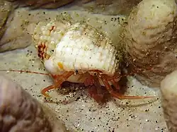 Pagurixus ruber