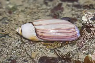 Pagurus granosimanus
