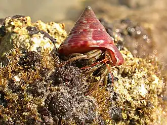 Pagurus longicarpus