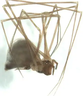Description de l'image Pahoroides.jpg.