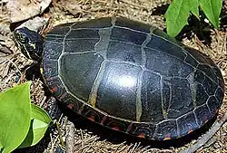 Vue complète de C. p. picta.