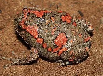 Description de l'image PaintedFrog.jpg.