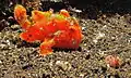 Teinte orange