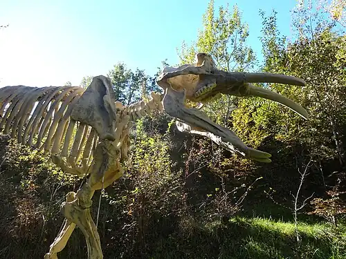 Archaeobelodon (en) installé au pied de la ferme du Campané.