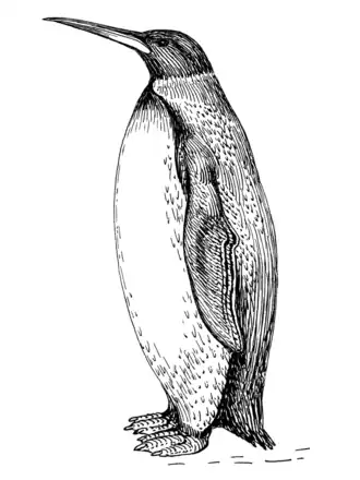 3 - Palaeeudyptes klekowskii
