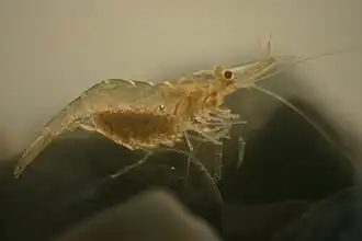 Palaemonetes pugio