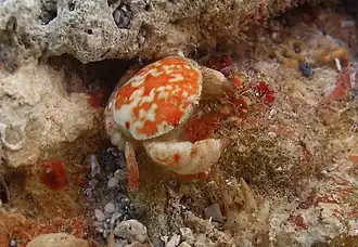 Palapedia rastripes