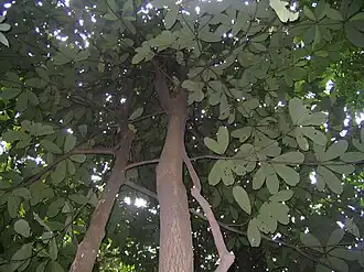 Palaquium maingayi