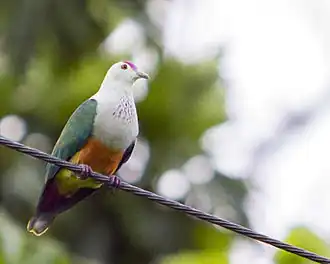 Description de l'image Palau Fruit Dove Ptilinopus pelewensis photographed on Babeldaob Palau in 2013 by Devon Pike.jpg.