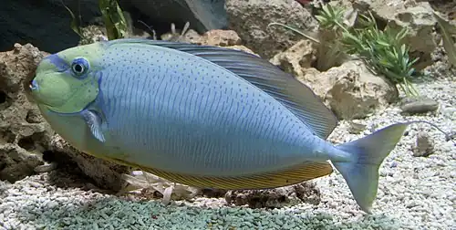 Naso vlamingii