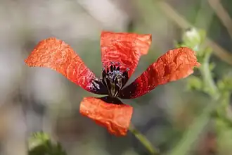 Fleur, 4 pétales rouges, nombreuses étamines, entourant le pistil