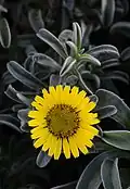 Fleur de Pallenis maritima.