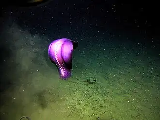 Paleopatides sp.