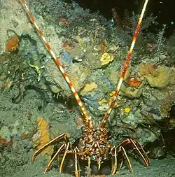 Palinurus vulgaris
