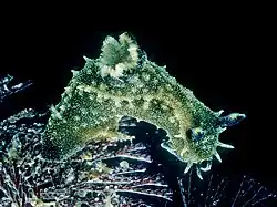 Polycera fujitai