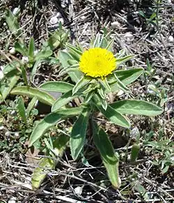 Pallenis spinosa à Salses (Roussillon, France).