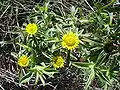 Pallenis spinosa