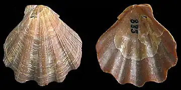 Palliolum tigerinum