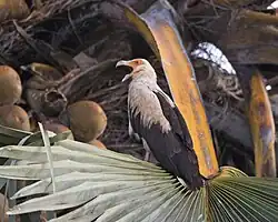 Palmiste africain (Gypohierax angolensis)