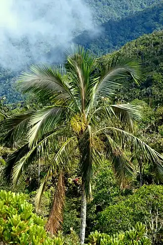 Description de l'image Palma de cera de la Sierra Nevada de Santa Marta (Ceroxylon ceriferum) - Flickr - Alejandro Bayer (2).jpg.