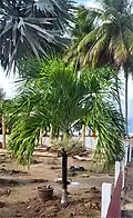 Palmier de Noël, Adonidia merrillii jeune exemplaire en floraison en Martinique