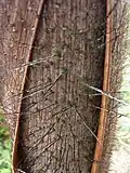 détail des épines de la gaine foliaire.