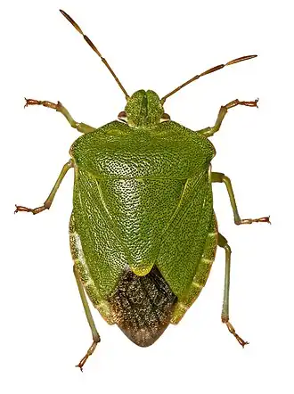Palomena prasina (ailes membraneuses sombres)