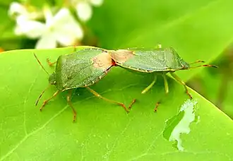 Accouplement