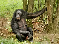 Pan paniscus