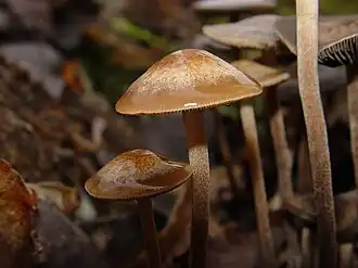 P. subbalteatus